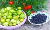 Збирання урожаю